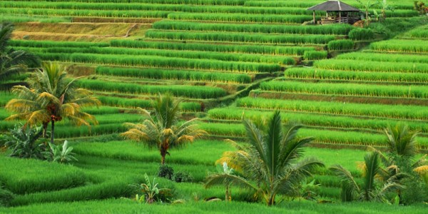 Jenuh Bekerja, Tempat Wisata di Bali Ini Cocok Buat Anda Leha-leha