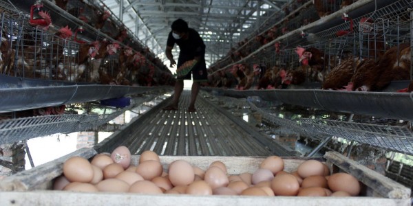 Kementan Peduli Serap Telur Peternak Rakyat