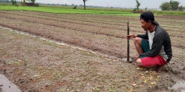 Diguyur Hujan, Petani Sayur di Babelan Malah Gerah