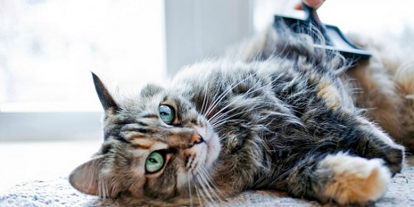 Simak, 7 Tips Merawat Kucing Peliharaan 