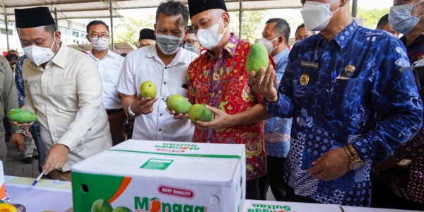 Ekspor Mangga Gresik ke Singapura, Teten: Ini Bukti UMKM Kita Berdaya Saing Tinggi