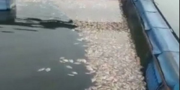 Ikan Mati Massal, PLN Diminta Tegakkan Aturan Tentang KJA Waduk PLTA