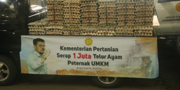 Peduli Peternak Ayam, Kementan Serap Satu Juta Butir Telur