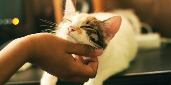Bosan di Rumah, Masyarakat yang Pelihara Si Meong Kian Meningkat