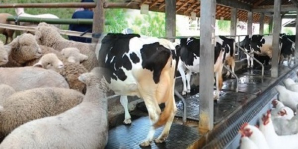 Kementan Catat Realisasi KUR Peternakan Nyaris 100 Persen pada Akhir 2021
