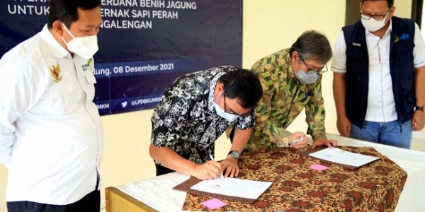Sinergi LPDB dan Unpad Upaya Kembangkan Ekosistem Sapi Perah di KPBS Pangalengan