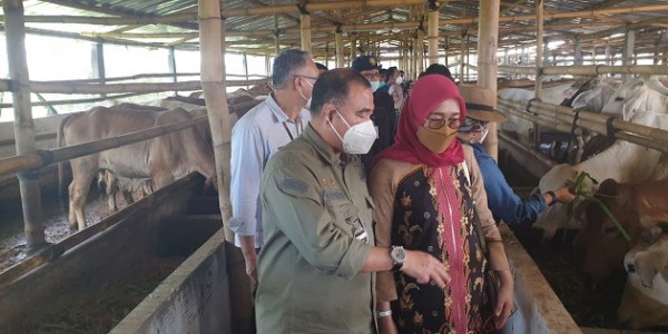 Kementan Ajak Peternak Kembangkan Korporasi untuk Tingkatkan Produksi