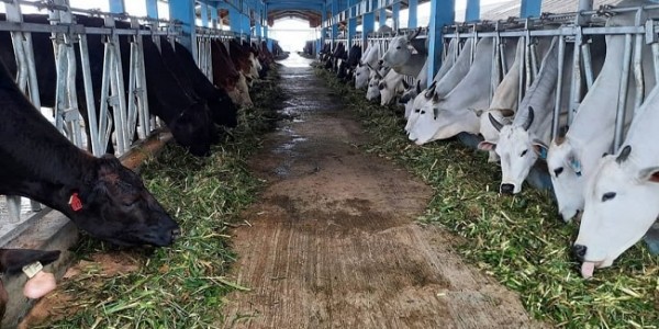 Tenang! Stok Pangan Ternak Jelang Nataru Dipastikan Aman