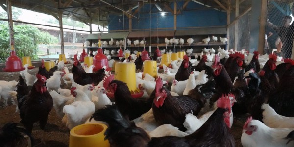 Peternak Ayam Ciremai Didorong Manfaatkan KUR Klaster Pertanian untuk Pembiayaan