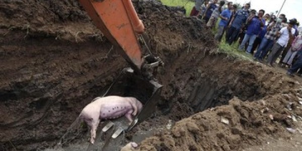 Kasus ASF di Sumut Mulai Landai, Kementan Siap Turunkan Statusnya Jadi Endemis