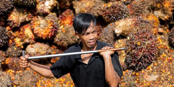 Perlawanan Pemerintah Atas Pengusaha Migor Jangan Korbankan Petani Sawit