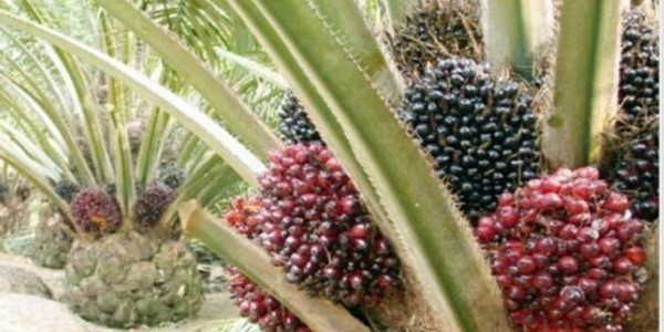 Harga TBS Terjun, APPKSI Minta Presiden Jokowi Perhatikan Nasib Petani Sawit