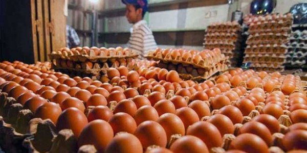Anggota DPR Desak Pemerintah Kendalikan Harga Telur