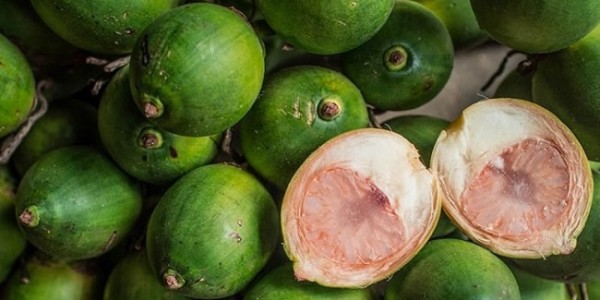 Ini 5 Manfaat Pinang Muda bagi Kesehatan Pria