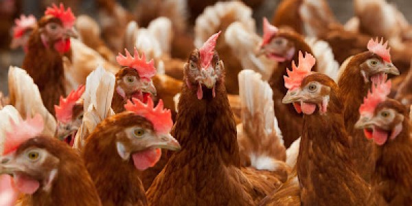 Jepang Batalkan Impor Unggas dari Brasil, Kenapa?