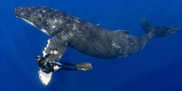 Ilmuwan Warga Amati Kembalinya Paus Bungkuk di Perairan Brasil