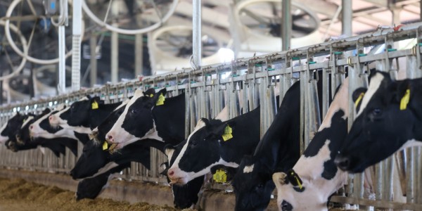 Kerja Sama LPDB-KUMKM dan GDA Tingkatkan Produksi Susu Segar Indonesia