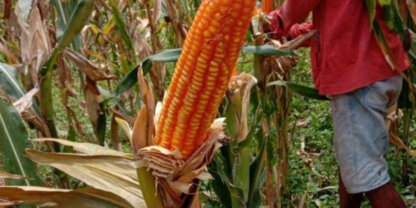 Ilmuwan China dan Amerika Identifikasi 'Leluhur' Baru Jagung Modern