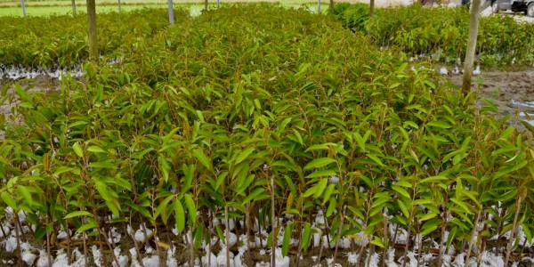 Ekosistem Bisnis Kondusif Penting Agar Durian Lokal Mampu Bersaing di Pasar Global