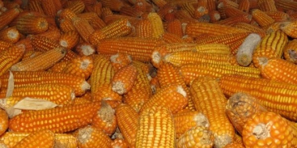 Mendag Sebut Harga Jagung Pakan Ternak Mulai Turun