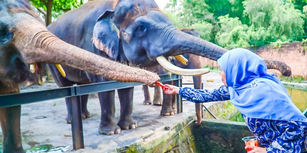 Khofifah Healing ke Jatim Park 2 Batu dengan Momong Cucu juga Kenalkan Satwa dan Kuliner Legendaris