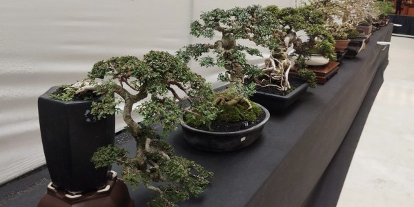 Pameran 250 Bonsai di Grand City Mall Surabaya, Majukan Khasanah Perbonsaian di Jatim