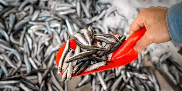 Manfaat Konsumsi Ikan Teri untuk Kesehatan Jangka Panjang