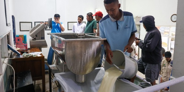 KPSP Setia Kawan: Miliaran Rupiah dari Hasil Memerah Susu Sapi