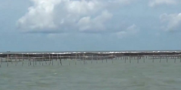 MITI Minta Pemerintah Bongkar Pagar Laut Ilegal di Banten