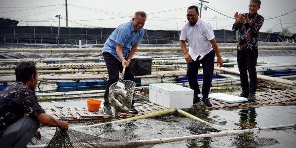 Panen Perdana Ikan, Wamenkop: Bukti Koperasi Terlibat Wujudkan Ketahanan Pangan
