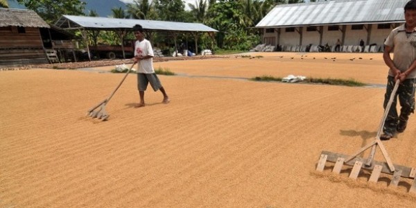 Bulog Libatkan Babinsa untuk Serap Gabah dan Beras dari Petani, Aleg Komisi IV DPR Bilang Gini 