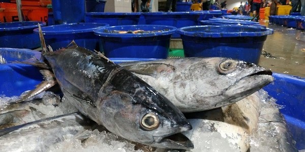 KKP Pastikan Stok Ikan Aman Jelang Lebaran, Harga Terjaga Stabil