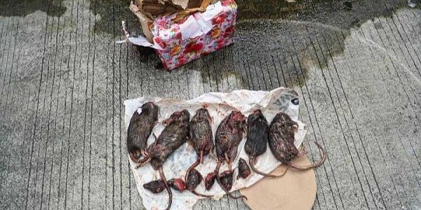 Mabes Polri Harus Usut Rentetan Teror terhadap Tempo,  Kali ini Bangkai Tikus Terpenggal 