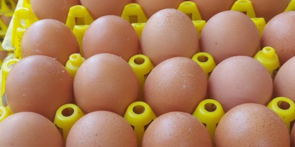 Produksi Telur Indonesia Surplus di Tengah Fenomena Eggflation