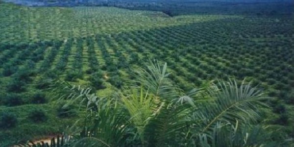 Diduga Langgar Izin Kawasan Hutan, Kejagung Didesak Usut Perusahaan Sawit Best Group
