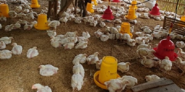 Harga Ayam Hidup Mulai Naik, Kementan: Intervensi Pasar Beri Dampak Positif