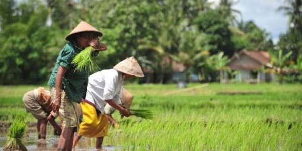 Momentum Hari Tani, DPR Desak Hilirisasi Pertanian Jadi Agenda Serius