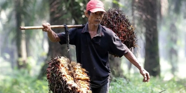 CSDS: Pendanaan Kelapa Sawit Perlu Reformasi