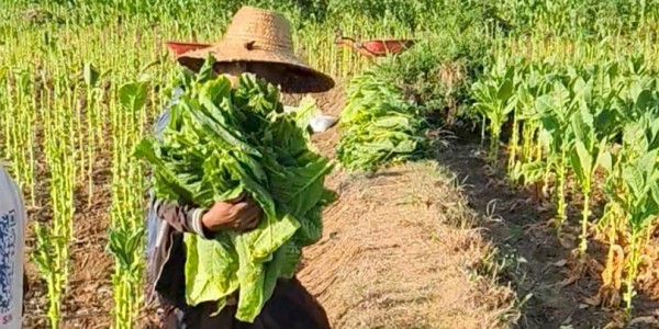 Aturan soal Industri Tembakau Diharapkan Disusun Secara Ekstra Hati-hati