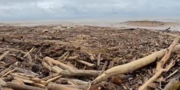 Satgas PKH Selidiki Kayu Gelondongan di Banjir Aceh–Sumatera, Komisi IV: Tindak Tegas