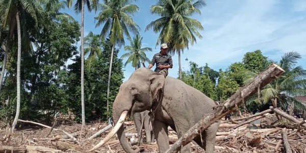 Jeritan Sunyi Gajah Sumatera, Gajah Bukan Alat Berat