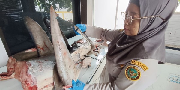 Karantina Jatim Amankan 120 Kg Hiu Segar yang Wajib Dilindungi 