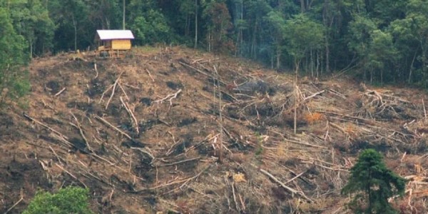 Pembangunan Tanpa Nalar: Saat Alam dan Satwa Membayar Harga Keserakahan