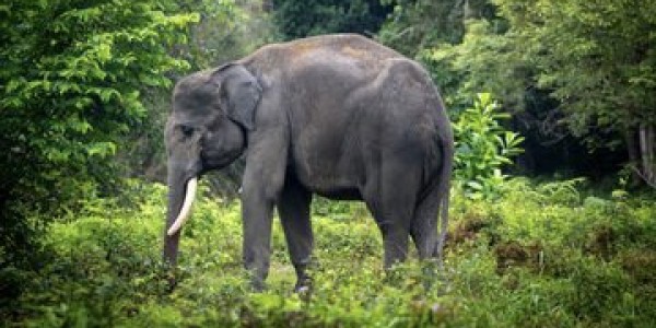 Penghentian Peragaan Gajah Tunggang di Lembaga Konservasi