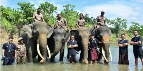 JGN & APECSI Desak Keterbukaan Informasi Penyebab Kematian Gajah Ratna di Rahmat Zoo and Park Sumut