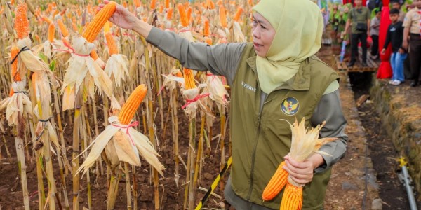 Gubernur Khofifah Pimpin Panen Jagung di Banyuwangi, Tegaskan Sinergi untuk Kedaulatan Pangan