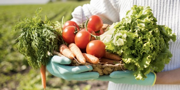Ketahanan Pangan dan Makan Bergizi Gratis (MBG)
