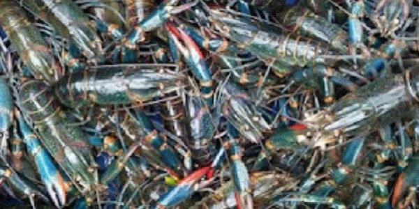 Budidaya Benih Lobster RI Perlu Jadi Perhatian Khusus