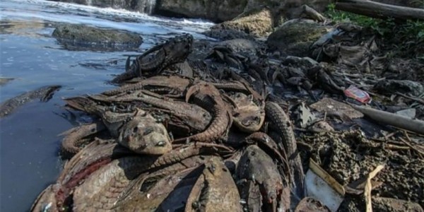 Marak Ikan Sapu-Sapu, DPR Desak Inspeksi Jajanan dan Perbaikan Kualitas Sungai