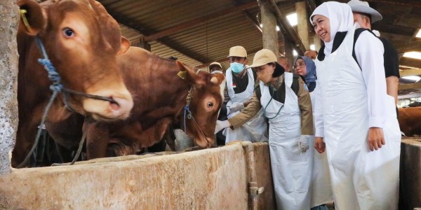 Jelang Idul Adha 1447 H, Pemprov Jatim Pastikan Stok Hewan Kurban Surplus dan Kondisi Sehat